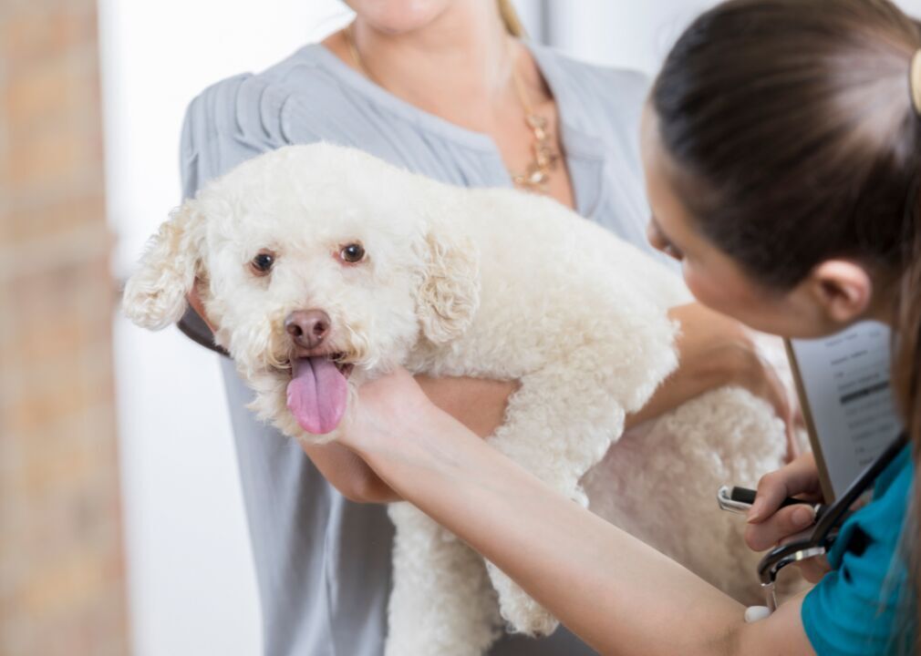 #24. Veterinary technology